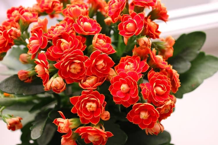 Červené kalanchoe na Valentína