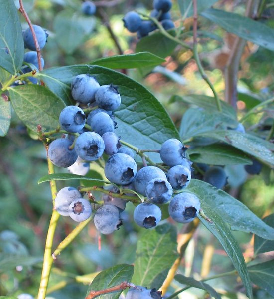 čučoriedku Bluecrop