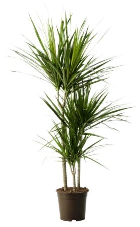 Jedovatá izbová rastlina Dracena