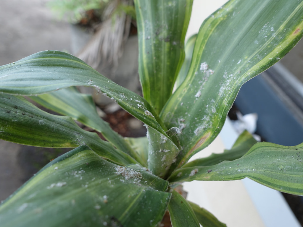 Dracena napadnutá červcami