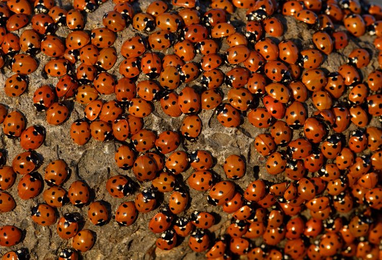 Agresívne lienky rodu Harmonia axyridis