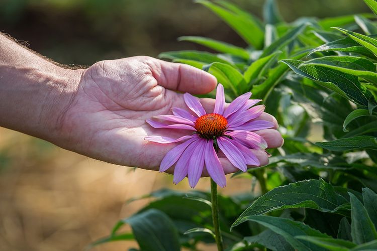 Echinacea - pestovanie, starostlivosť a zber