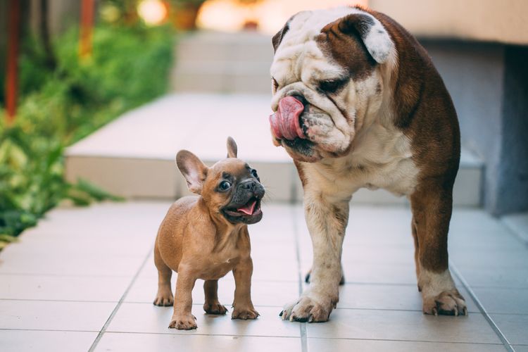 Anglický a francúzsky bulldog